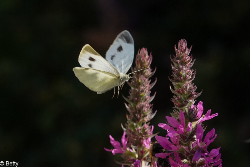 vlinder-01426.jpg - Vlinders in de vlucht