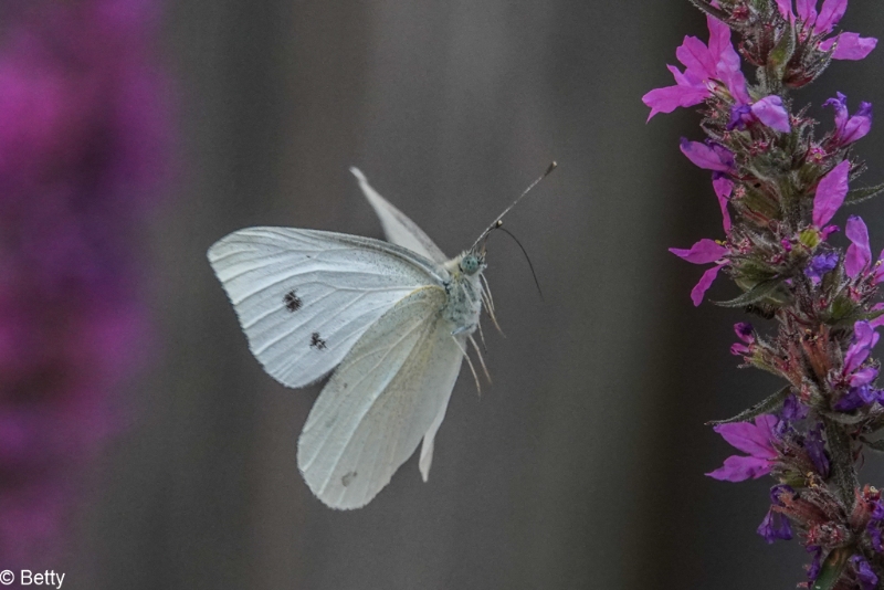 vlinder-01467.jpg - Vlinders in de vlucht