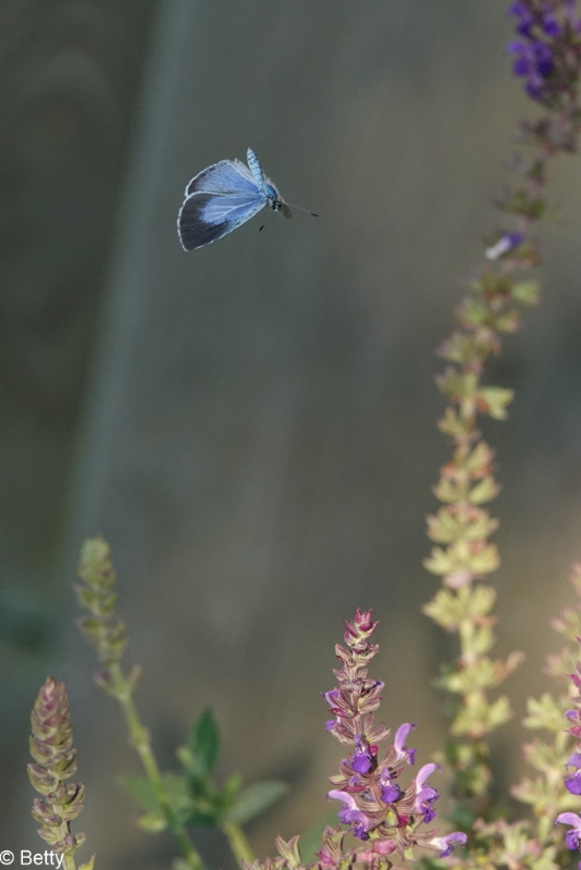 vlinder-02029.jpg - Vlinders in de vlucht
