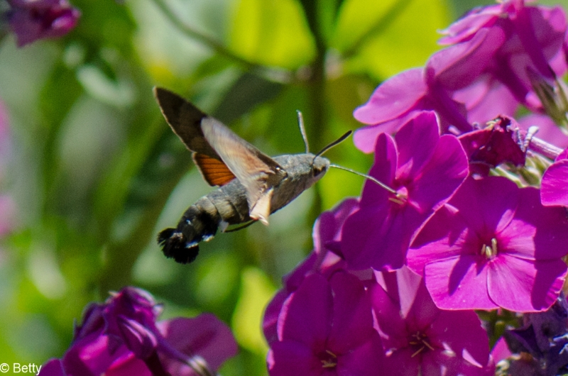 vlinder-6211.jpg - Vlinders in de vlucht