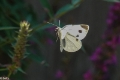 vlinder-01356