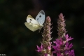 vlinder-01426