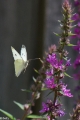 vlinder-5753