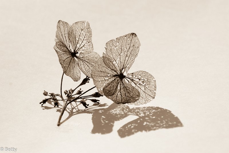 hortensia-.jpg - Bloemen door de jaren heen