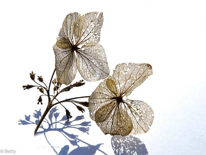 hortensia-0146.jpg - Bloemen door de jaren heen