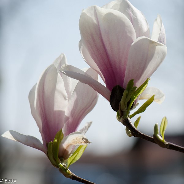 tulpenboom -5607.jpg - Bloemen door de jaren heen