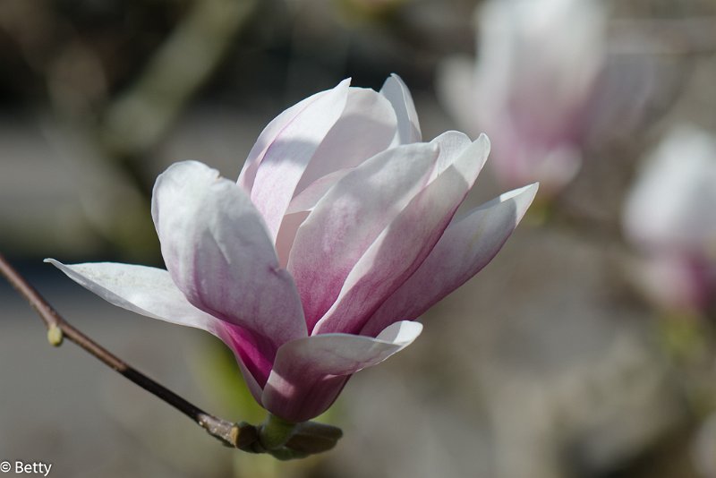 tulpenboom -5619.jpg - Bloemen door de jaren heen