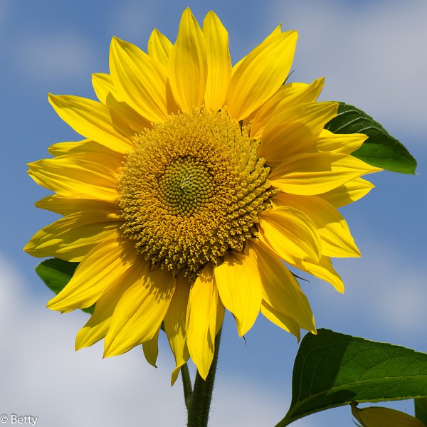 zonnebloemen-7566.jpg - Bloemen door de jaren heen