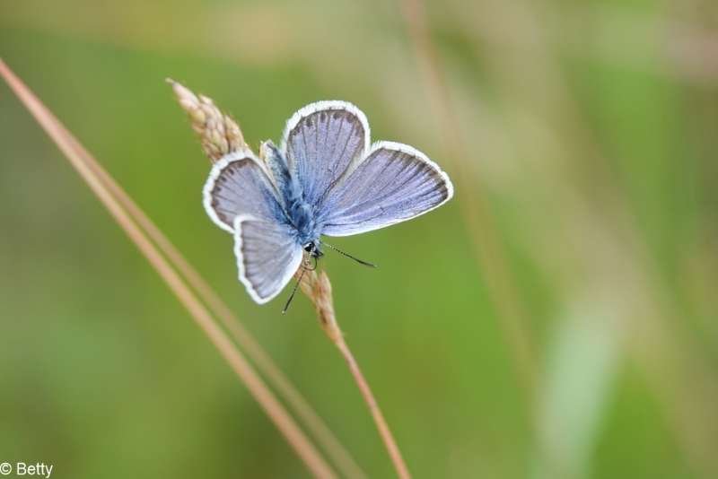 vlinders 210623-.jpg - Natuur 2021