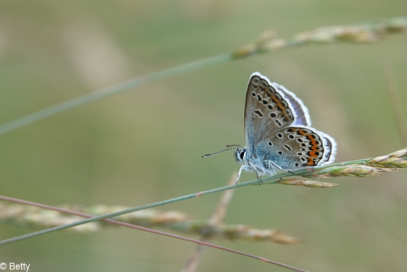 vlinders 210623-106907.jpg - Natuur 2021