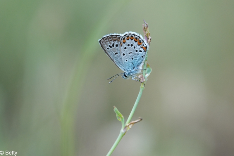 vlinders 210703--2.jpg - Natuur 2021