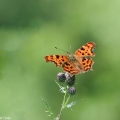 vlinder-