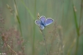 vlinders 210623--2