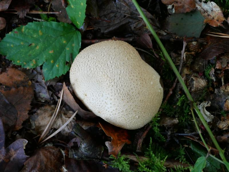 IMG_2312.JPG - Paddenstoelen 2016