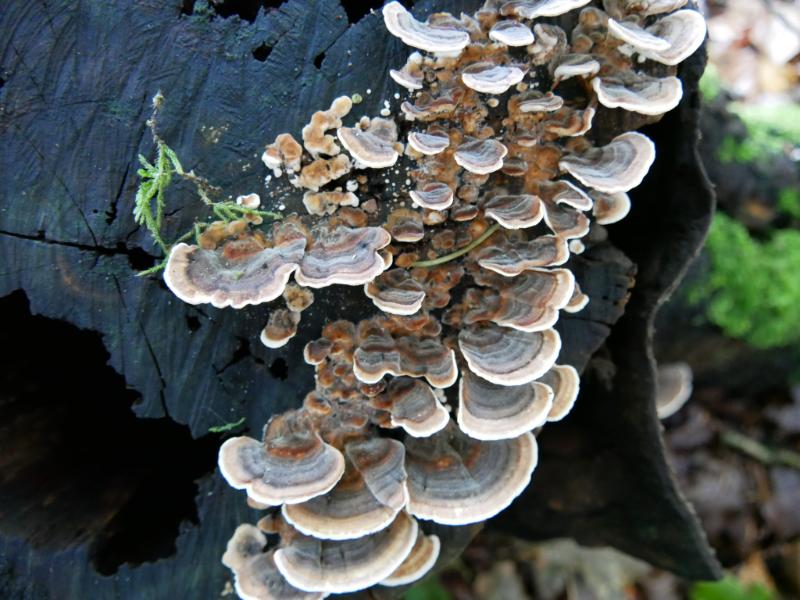 IMG_2316.JPG - Paddenstoelen 2016