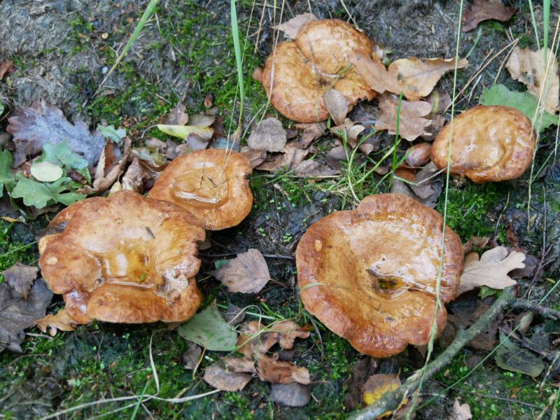 IMG_2321.JPG - Paddenstoelen 2016