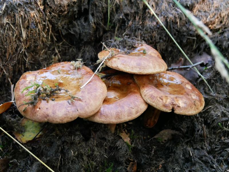 IMG_2324.JPG - Paddenstoelen 2016