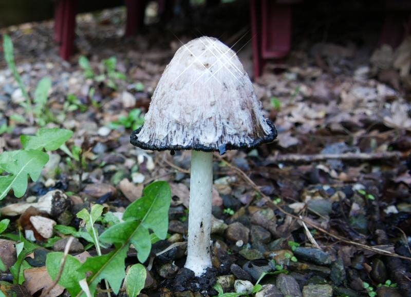 IMG_2330.JPG - Paddenstoelen 2016