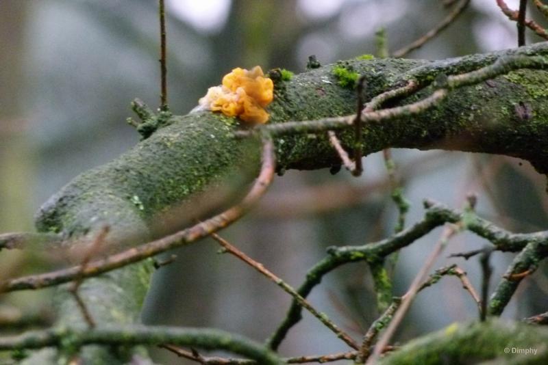 bdimage00003.JPG - Loonse en Drunense duinen