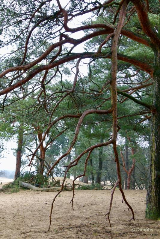 bdimage00004.JPG - Loonse en Drunense duinen