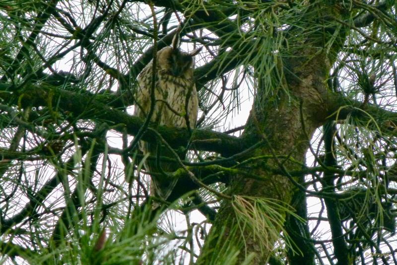 bdimage00006.JPG - Loonse en Drunense duinen