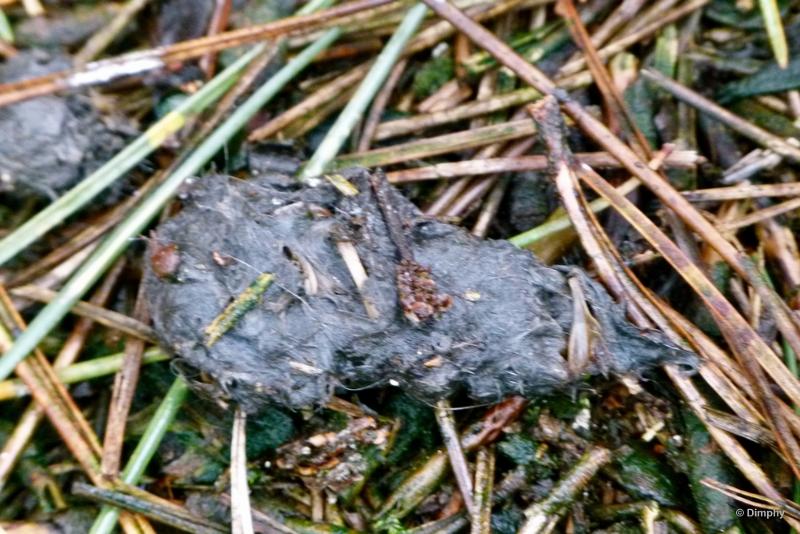 bdimage00008.JPG - Loonse en Drunense duinen