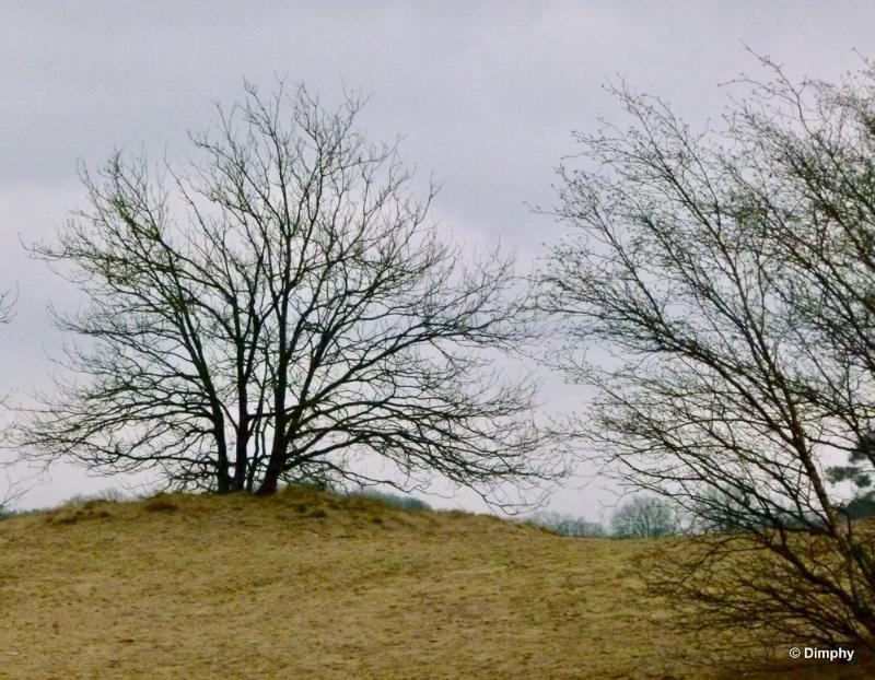 bdimage00010.JPG - Loonse en Drunense duinen