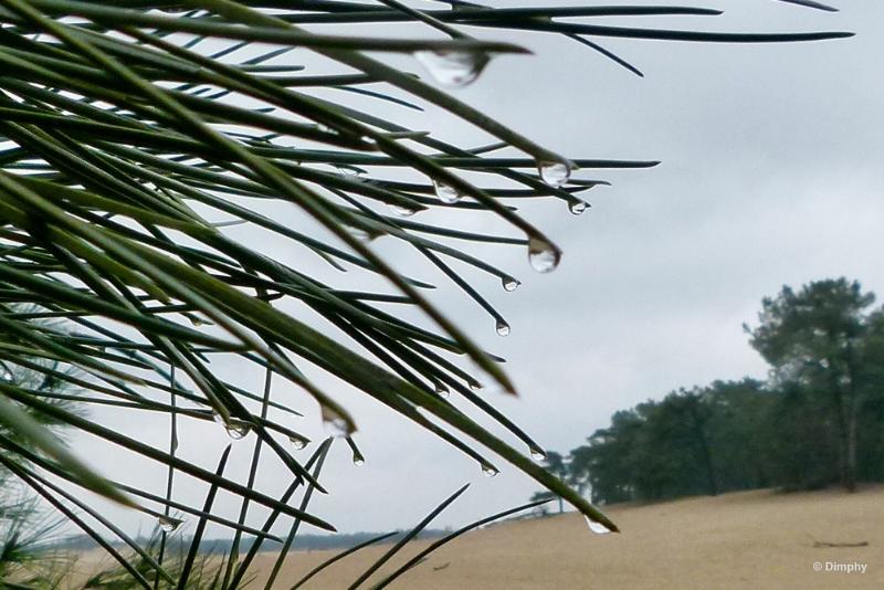 bdimage00012.JPG - Loonse en Drunense duinen