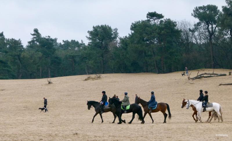 bdimage00013.JPG - Loonse en Drunense duinen