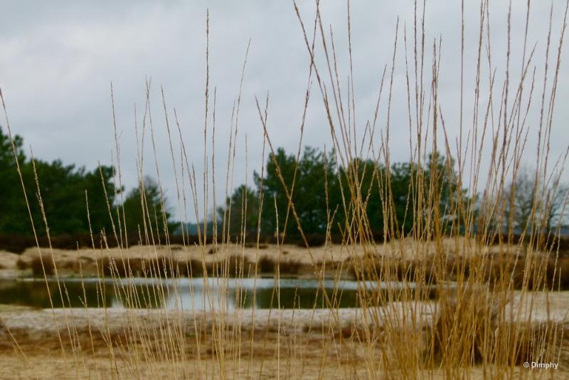 bdimage00014.JPG - Loonse en Drunense duinen