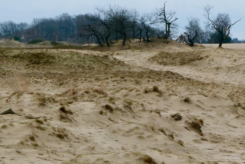 bdimage00019.JPG - Loonse en Drunense duinen