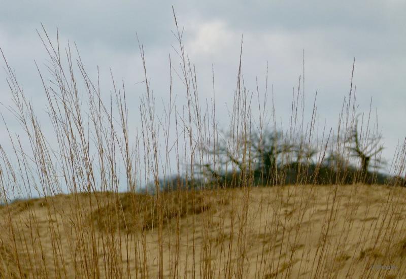 bdimage00020.JPG - Loonse en Drunense duinen