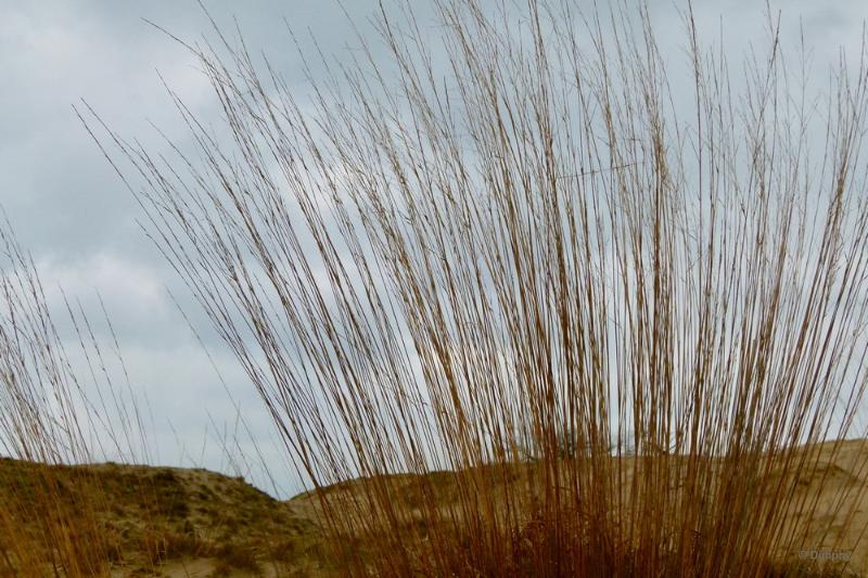 bdimage00021.JPG - Loonse en Drunense duinen
