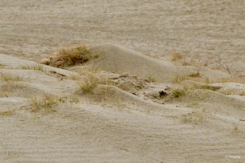 bdimage00022.JPG - Loonse en Drunense duinen