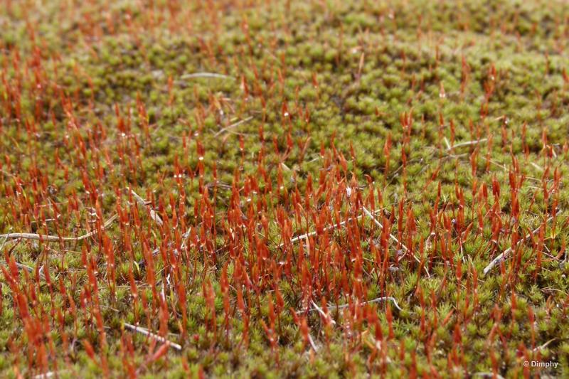 bdimage00023.JPG - Loonse en Drunense duinen