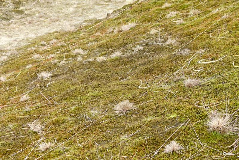 bdimage00024.JPG - Loonse en Drunense duinen