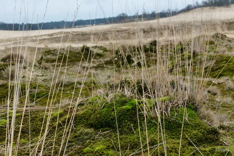 bdimage00025.JPG - Loonse en Drunense duinen