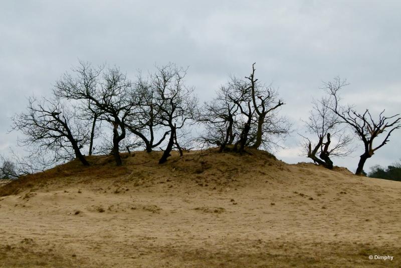bdimage00026.JPG - Loonse en Drunense duinen