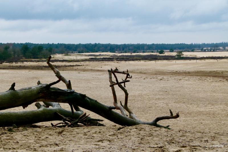 bdimage00030.JPG - Loonse en Drunense duinen
