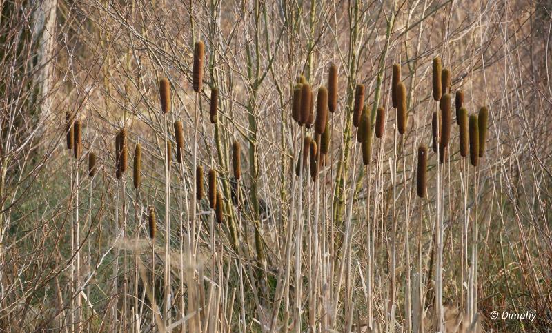 bd_P1120187.JPG - Snertwandeling 2018