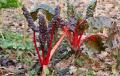 bd_P1120261