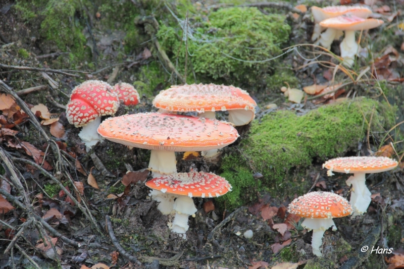 IMG_0013.JPG - Paddestoelen 2012