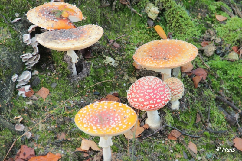 IMG_0015.JPG - Paddestoelen 2012