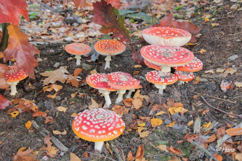 IMG_0016.JPG - Paddestoelen 2012