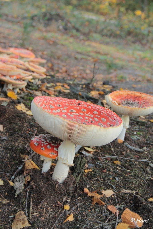 IMG_0017.JPG - Paddestoelen 2012