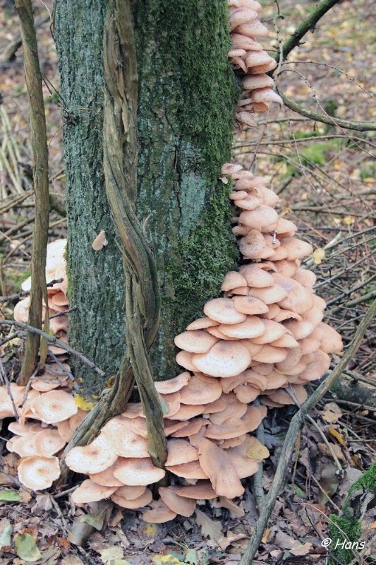 IMG_0028.JPG - Paddestoelen 2012