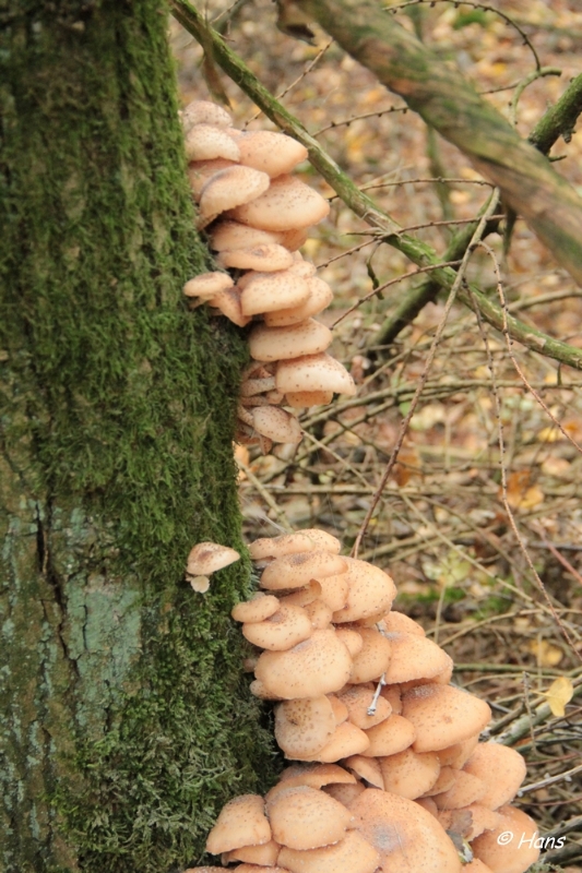 IMG_0029.JPG - Paddestoelen 2012