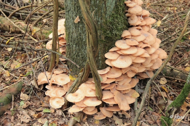 IMG_0030.JPG - Paddestoelen 2012