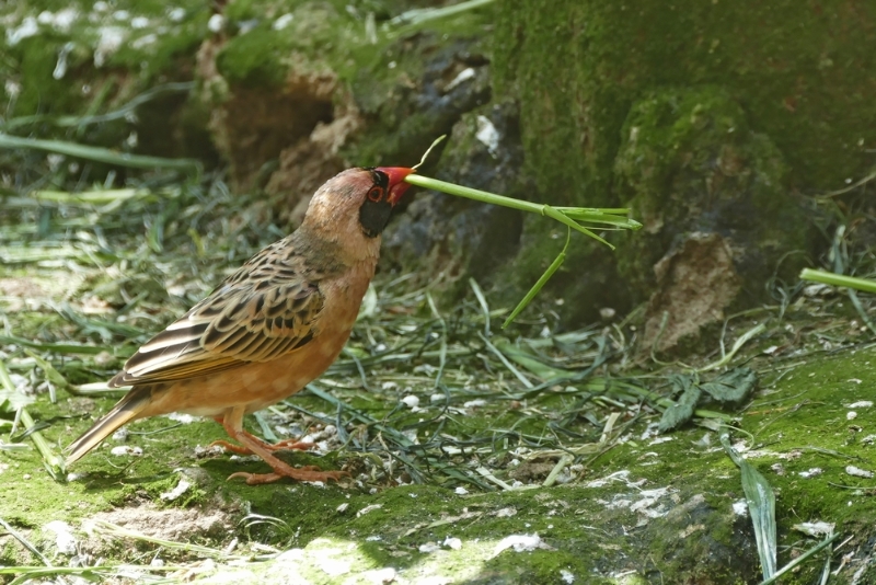 bdketting13-009.JPG - 13.9 Mieke Motivatie: Bij de foto dacht ik gelijk aan de maand mei, iedere vogel legt een ei behalve de koekoek en de griet, die leggen in de meimaand niet. Maar een nest moet gebouwd worden vooraf en dat kan met takken, gras en riet enz.