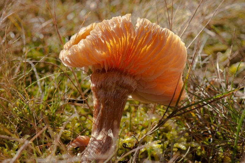 05ketting2.JPG - 2.5 Andre motivatie: Paddestoelen zijn de opruimers in onze natuur, de ondergrondse delen van de paddestoel zorgen er onder andere voor dat de aarde niet bedekt raakt met een dikke laag afval van bladeren, takken en dood gras.Dus de link met de foto:  Bos-Bomen -Bladeren -takjes-naalden-Paddestoelen